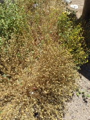 Oncosiphon pilulifer