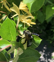 Xylocopa californica californica