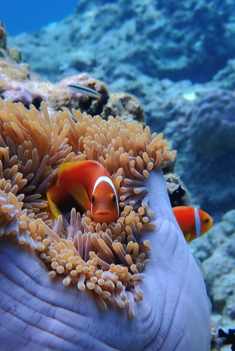 Amphiprion nigripes observed 2026-10-05