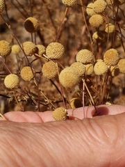 Oncosiphon pilulifer