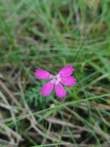 maiden pink