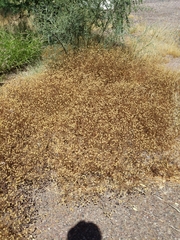 Oncosiphon pilulifer