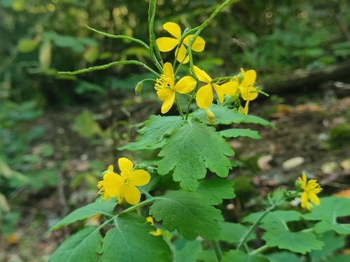 Greater celandine