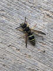 Ancistrocerus catskill