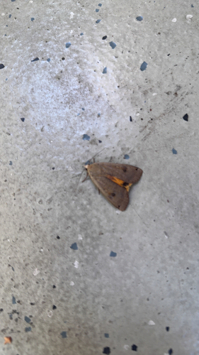 Large Yellow Underwing