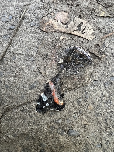 Red Admiral