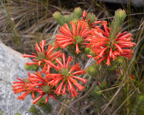 Erica abietina, 2026-10-03