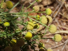 Oncosiphon pilulifer