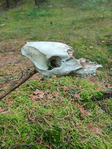 Wild Boar