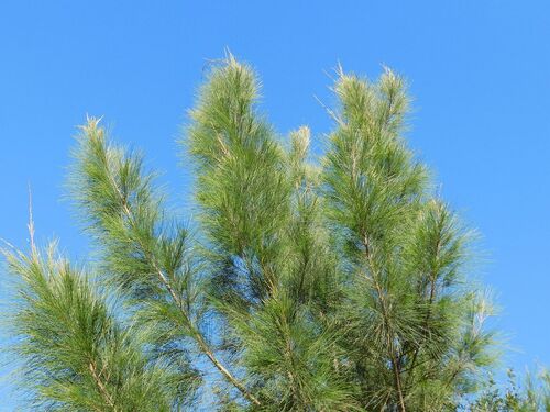 Casuarina cunninghamiana observed 2026-10-05