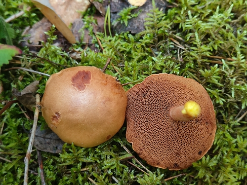 Peppery Bolete