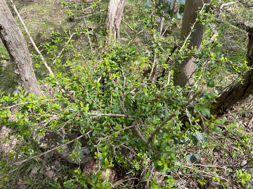 Australian Blackthorn