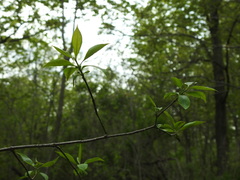 Euonymus atropurpureus atropurpureus