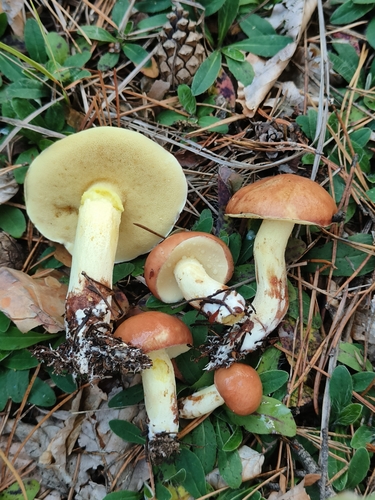 Dotted-stalked Suillus
