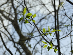 Euonymus atropurpureus atropurpureus
