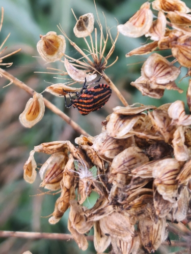 Continental Striped Shield Bug