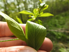 Euonymus atropurpureus atropurpureus