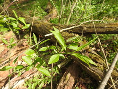 Euonymus atropurpureus atropurpureus