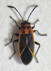 Ochrimnus lineoloides