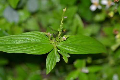 Spigelia anthelmia observed 2026-10-05