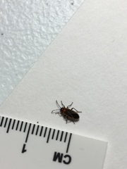 Ochrimnus lineoloides