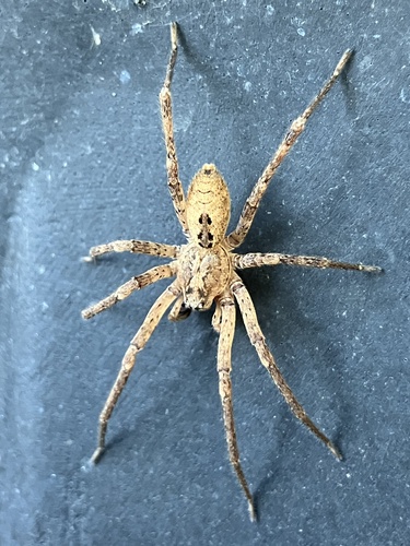 Mediterranean Spiny False Wolf Spider