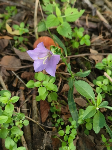 Peach-leaved Bellflower