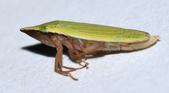 Draeculacephala constricta