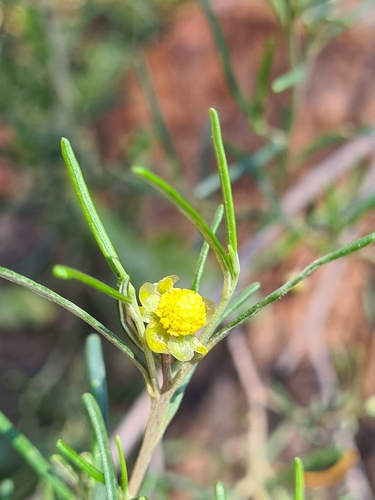 Beyeria leschenaultii observed 2026-10-03