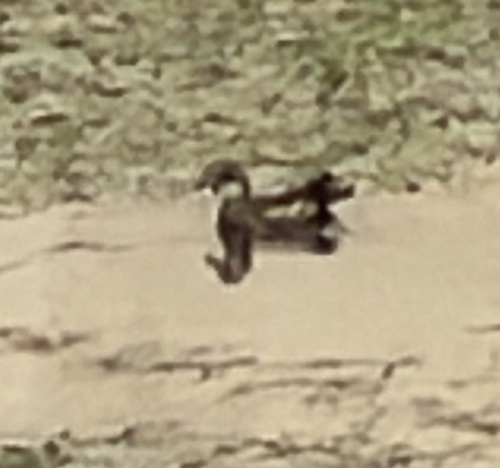 Eurasian Moorhen