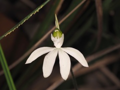 Caladenia picta