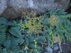 Valeriana praecipitis