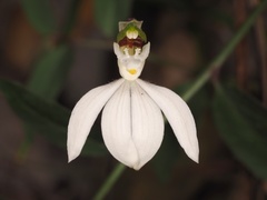 Caladenia picta