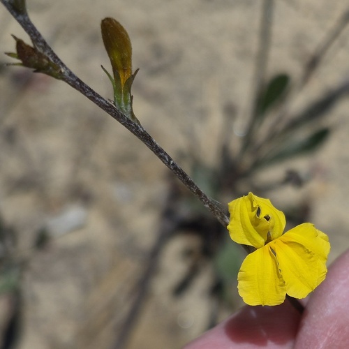 Goodenia bellidifolia observed 2026-09-29