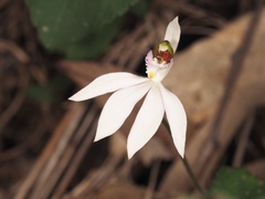 Caladenia picta