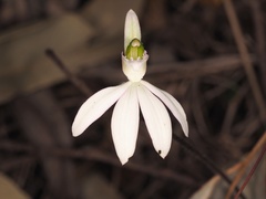 Caladenia picta