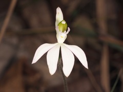 Caladenia picta