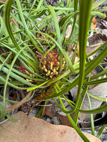 Conospermum capitatum (Conospermum capitatum)