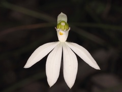 Caladenia picta
