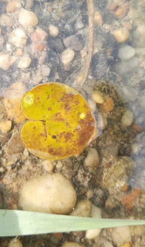 Hydrocharis morsus-ranae, 2026-10-05
