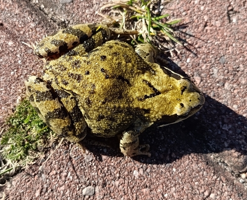 European Common Frog