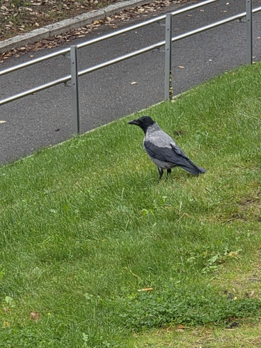 Hooded Crow