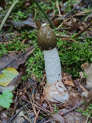 common stinkhorn