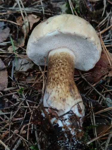 Bitter Bolete