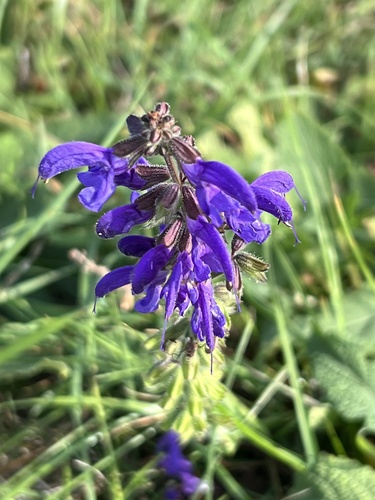 Meadow Sage