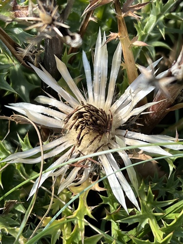 Silver Thistle