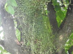 Peperomia cyclophylla