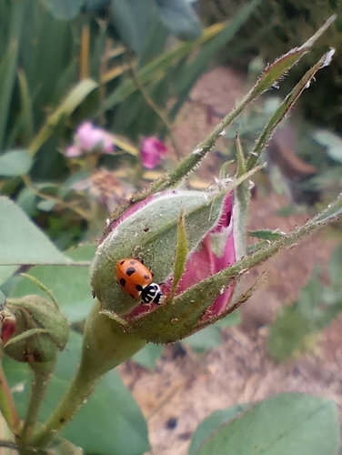 Variegated Lady Beetle