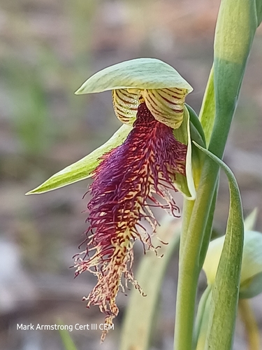 Purple Beard Orchid