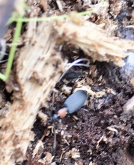 Galerita collaris